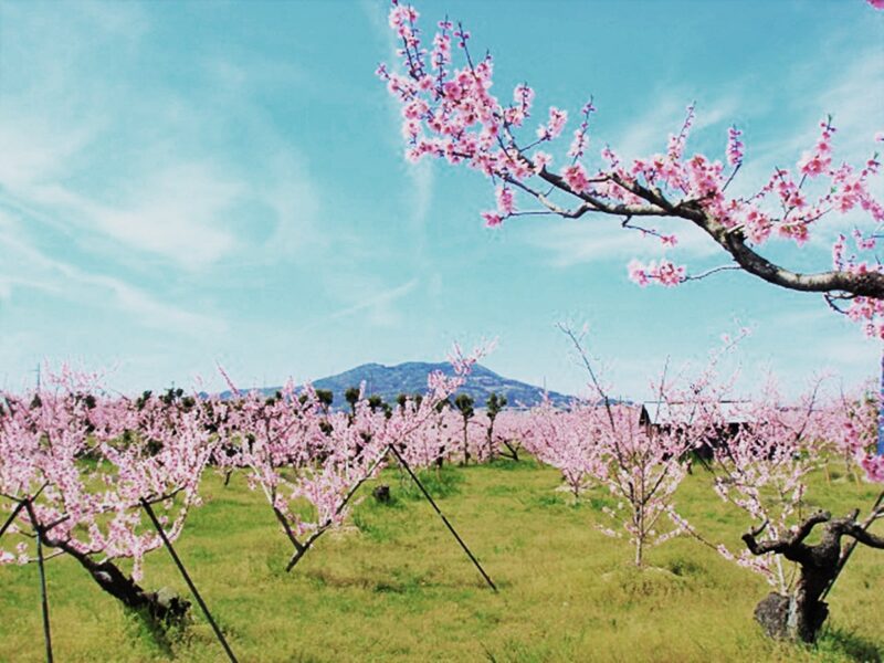 紀の川市桃山町