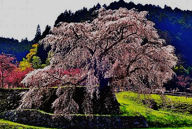 又兵衛桜　阿騎野ゴルフ