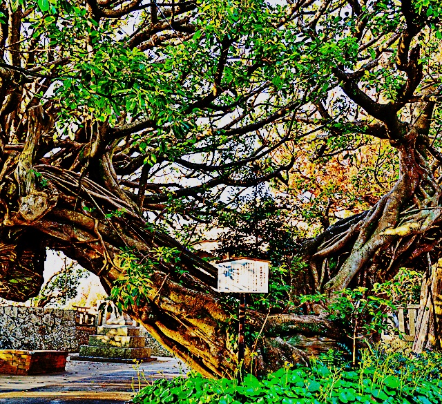 紀南カントリー　あこうの木
